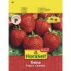 FLORASELF® Aardbeien "Fresca" Groentezaden 1 FLORASELF® Aardbeien "Fresca" Groentezaden -FLORASELF Verkoop DV 8 6568207 03 4c DE 20230110144650