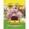 FLORASELF® Scabiosa Mix 2 FLORASELF® Scabiosa Mix -FLORASELF Verkoop DV 8 6568263 03 4c AT 20220214161656