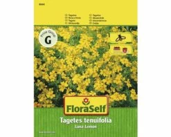 FLORASELF® Afrikaantje Geel