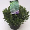 FLORASELF® Lavendelheide Andromeda P 'Ice Blue' Ø17 Cm Roze 2 FLORASELF® Lavendelheide Andromeda P 'Ice Blue' Ø17 Cm Roze -FLORASELF Verkoop DV 8 6577275 01 4c NL 20220628134658