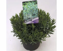 FLORASELF® Lavendelheide Andromeda P 'Ice Blue' Ø17 Cm Roze