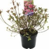 FLORASELF® Rhododendron 'Geisha Pink' Ø19 Cm Roze