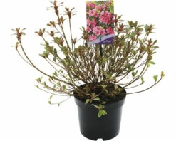 FLORASELF® Rhododendron 'Geisha Pink' Ø19 Cm Roze