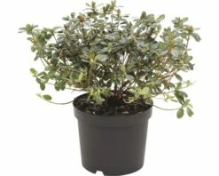 FLORASELF® Rhododendron 'Geisha Purple' Ø19 Cm