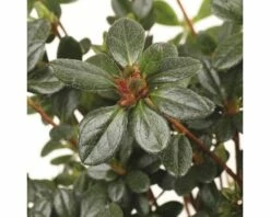 FLORASELF® Rhododendron 'Geisha Purple' Ø19 Cm -FLORASELF Verkoop DV 8 6577303 03 4c NL 20180209002910