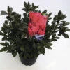 FLORASELF® Rhododendron 'George Arends' Ø19 Cm Rood 1 FLORASELF® Rhododendron 'George Arends' Ø19 Cm Rood -FLORASELF Verkoop DV 8 6577305 01 4c NL 20220628134658