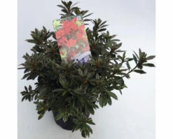 FLORASELF® Rhododendron 'Hot Shot' Ø19 Cm Lila Rood