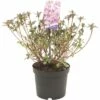 FLORASELF® Rhododendron Azalea Rhododendron (Azalea) 'Kermesina' Potmaat Ø19 Cm -FLORASELF Verkoop DV 8 6577309 01 4c NL 20200609171756