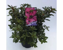 FLORASELF® Rhododendron 'Madame Van Hecke' Ø19 Cm Wit