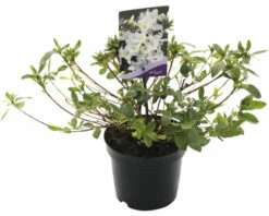 FLORASELF® Rhododendron 'Mary Helen' Ø19 Cm Wit