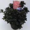 FLORASELF® Rhododendron 'Moederkensdag' Ø19 Cm Rood -FLORASELF Verkoop DV 8 6577325 01 4c NL 20220628134658