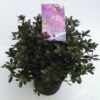 FLORASELF® Rhododendron 'Purpurtraum' Ø19 Cm Paars Roze