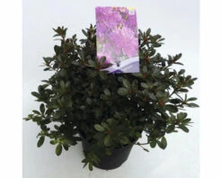 FLORASELF® Rhododendron 'Purpurtraum' Ø19 Cm Paars Roze