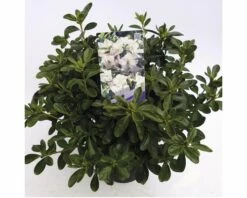 FLORASELF® Rhododendron Azalea Rhododendron (Azalea) 'Schneewittchen' Potmaat Ø19 Cm