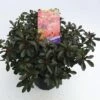 FLORASELF® Rhododendron Azalea Rhododendron (Azalea) 'Signalglühen' Potmaat Ø19 Cm -FLORASELF Verkoop DV 8 6577337 01 4c NL 20180925051657
