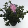 FLORASELF® Rhododendron Azalea Rhododendron (Azalea) 'Silvester' Potmaat Ø19 Cm -FLORASELF Verkoop DV 8 6577339 01 4c NL 20180925051657