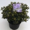 FLORASELF® Dwergrhododendron Rhododendron 'Azurika' Potmaat Ø17 Cm -FLORASELF Verkoop DV 8 6577353 01 4c NL 20180925051657