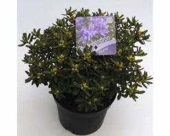 FLORASELF® Dwergrhododendron Rhododendron 'Azurika' Potmaat Ø17 Cm
