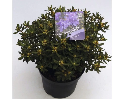 FLORASELF® Dwergrhododendron Rhododendron 'Azurika' Potmaat Ø17 Cm 3 FLORASELF® Dwergrhododendron Rhododendron 'Azurika' Potmaat Ø17 Cm