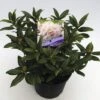 FLORASELF® Dwergrhododendron Rhododendron 'Dora Amateis' Potmaat Ø17 Cm -FLORASELF Verkoop DV 8 6577356 01 4c NL 20180925051657