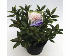 FLORASELF® Dwergrhododendron Rhododendron 'Dora Amateis' Potmaat Ø17 Cm