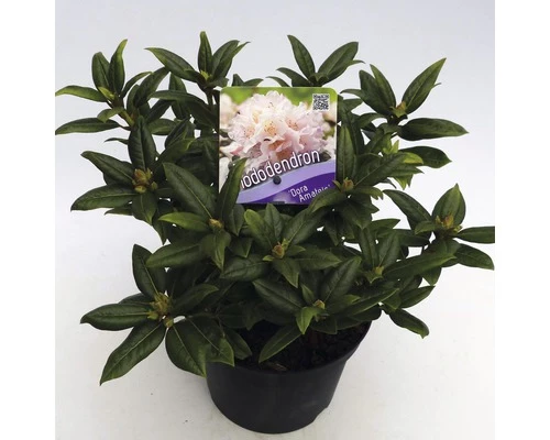 FLORASELF® Dwergrhododendron Rhododendron 'Dora Amateis' Potmaat Ø17 Cm 3 FLORASELF® Dwergrhododendron Rhododendron 'Dora Amateis' Potmaat Ø17 Cm