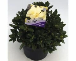 FLORASELF® Dwergrhododendron Rhododendron 'Golden Wonder' Potmaat Ø17 Cm