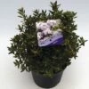 FLORASELF® Dwergrhododendron Rhododendron Impeditum 'Album' Potmaat Ø17 Cm 2 FLORASELF® Dwergrhododendron Rhododendron Impeditum 'Album' Potmaat Ø17 Cm -FLORASELF Verkoop DV 8 6577370 01 4c NL 20180925051657