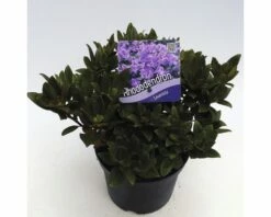 FLORASELF® Dwergrhododendron Rhododendron 'Lavendula' Potmaat Ø17 Cm