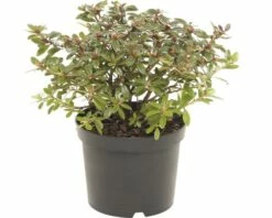 FLORASELF® Rhododendron 'Moerheim' Ø17 Cm Lila