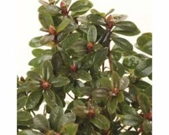 FLORASELF® Rhododendron 'Moerheim' Ø17 Cm Lila -FLORASELF Verkoop DV 8 6577372 03 4c NL 20180209003452