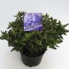 FLORASELF® Dwergrhododendron Rhododendron 'Night Sky' Potmaat Ø17 Cm -FLORASELF Verkoop DV 8 6577373 01 4c NL 20180925051657