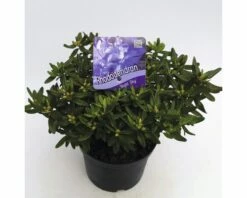 FLORASELF® Dwergrhododendron Rhododendron 'Night Sky' Potmaat Ø17 Cm