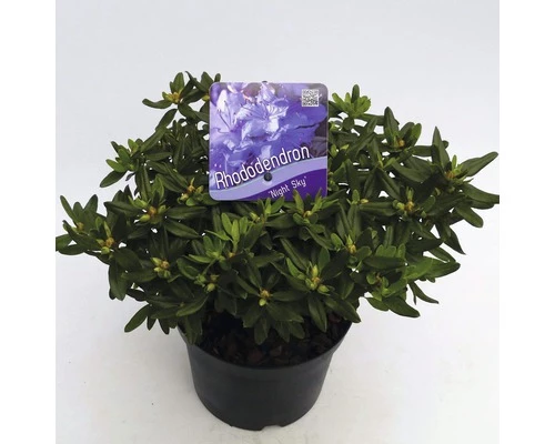 FLORASELF® Dwergrhododendron Rhododendron 'Night Sky' Potmaat Ø17 Cm 3 FLORASELF® Dwergrhododendron Rhododendron 'Night Sky' Potmaat Ø17 Cm