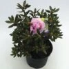 FLORASELF® Dwergrhododendron Rhododendron 'Pintail' Potmaat Ø17 Cm -FLORASELF Verkoop DV 8 6577374 01 4c NL 20180925051657