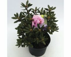 FLORASELF® Dwergrhododendron Rhododendron 'Pintail' Potmaat Ø17 Cm