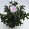 FLORASELF® Dwergrhododendron Rhododendron 'Praecox' Potmaat Ø17 Cm -FLORASELF Verkoop DV 8 6577375 01 4c NL 20180925051657