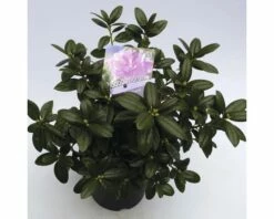 FLORASELF® Dwergrhododendron Rhododendron 'Praecox' Potmaat Ø17 Cm