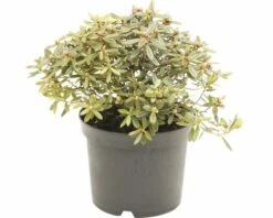 FLORASELF® Rhododendron 'Ptarmigan' Ø17 Cm Wit