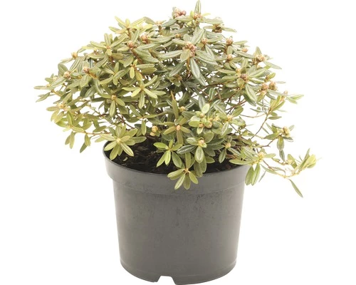 FLORASELF® Rhododendron 'Ptarmigan' Ø17 Cm Wit 3 FLORASELF® Rhododendron 'Ptarmigan' Ø17 Cm Wit