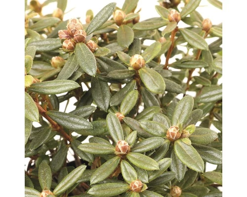 FLORASELF® Rhododendron 'Ptarmigan' Ø17 Cm Wit 4 FLORASELF® Rhododendron 'Ptarmigan' Ø17 Cm Wit - Afbeelding 2