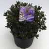 FLORASELF® Dwergrhododendron Rhododendron 'Purple Pillow' Potmaat Ø17 Cm -FLORASELF Verkoop DV 8 6577378 01 4c NL 20180925051657
