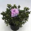 FLORASELF® Dwergrhododendron Rhododendron 'Ramapo' Potmaat Ø17 Cm 2 FLORASELF® Dwergrhododendron Rhododendron 'Ramapo' Potmaat Ø17 Cm -FLORASELF Verkoop DV 8 6577379 01 4c NL 20180925051657