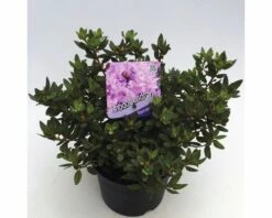 FLORASELF® Dwergrhododendron Rhododendron 'Ramapo' Potmaat Ø17 Cm