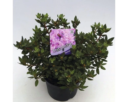 FLORASELF® Dwergrhododendron Rhododendron 'Ramapo' Potmaat Ø17 Cm 3 FLORASELF® Dwergrhododendron Rhododendron 'Ramapo' Potmaat Ø17 Cm