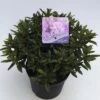 FLORASELF® Dwergrhododendron Rhododendron 'Robert Seleger' Potmaat Ø17 Cm -FLORASELF Verkoop DV 8 6577390 01 4c NL 20180925051657