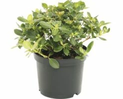 FLORASELF® Rhododendron 'Shamrock' Ø17 Cm Lichtgeel