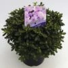 FLORASELF® Dwergrhododendron Rhododendron 'Snipe' Potmaat Ø17 Cm -FLORASELF Verkoop DV 8 6577393 01 4c NL 20180925051657