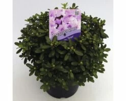 FLORASELF® Dwergrhododendron Rhododendron 'Snipe' Potmaat Ø17 Cm