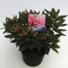 FLORASELF® Dwergrhododendron Rhododendron 'Winsome' Potmaat Ø17 Cm -FLORASELF Verkoop DV 8 6577394 01 4c NL 20180925051657